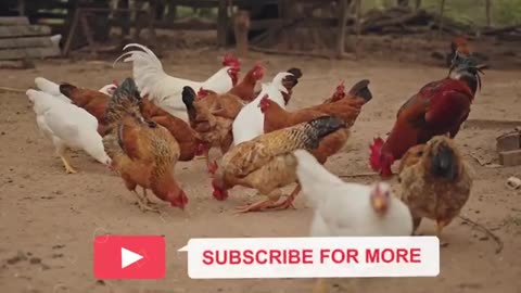 Why Medieval Peasants Ate Eggs Daily While Your Doctor Limits Them To 2 Per Week