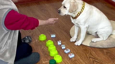 家有这狗子，还愁啥零花钱啊 With this dog at home, why worry about pocket money?