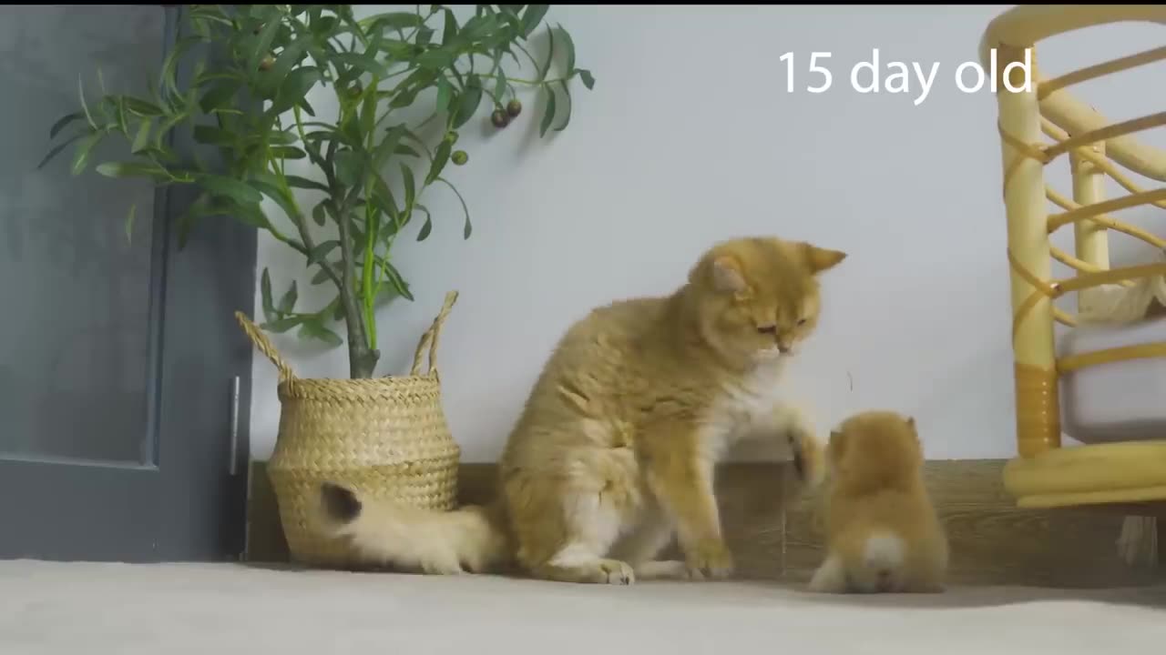 kitty