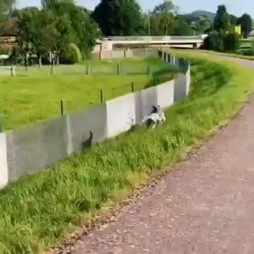 Dog having fun with its own shadow.. 😅