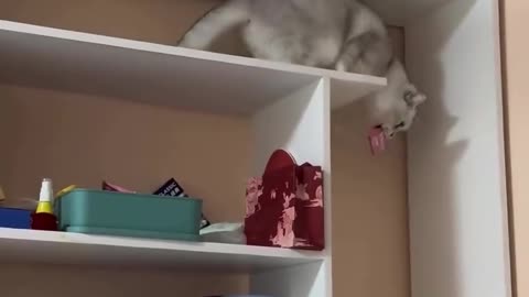 If you are watching this video, know that God has made you the guardian angel of a hungry cat💝