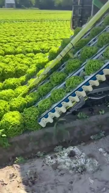 Custom machinery for harvesting Lettuce