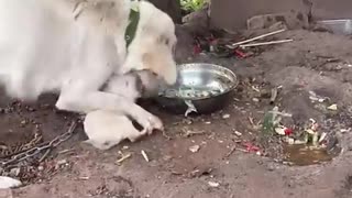 Rescue a puppy abandoned by its mother