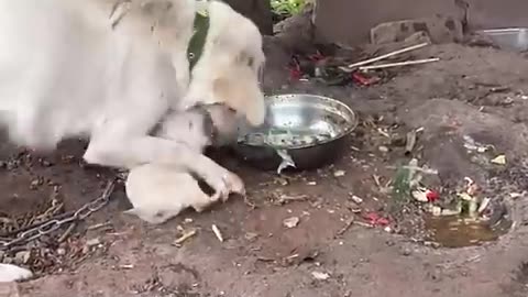 Rescue a puppy abandoned by its mother