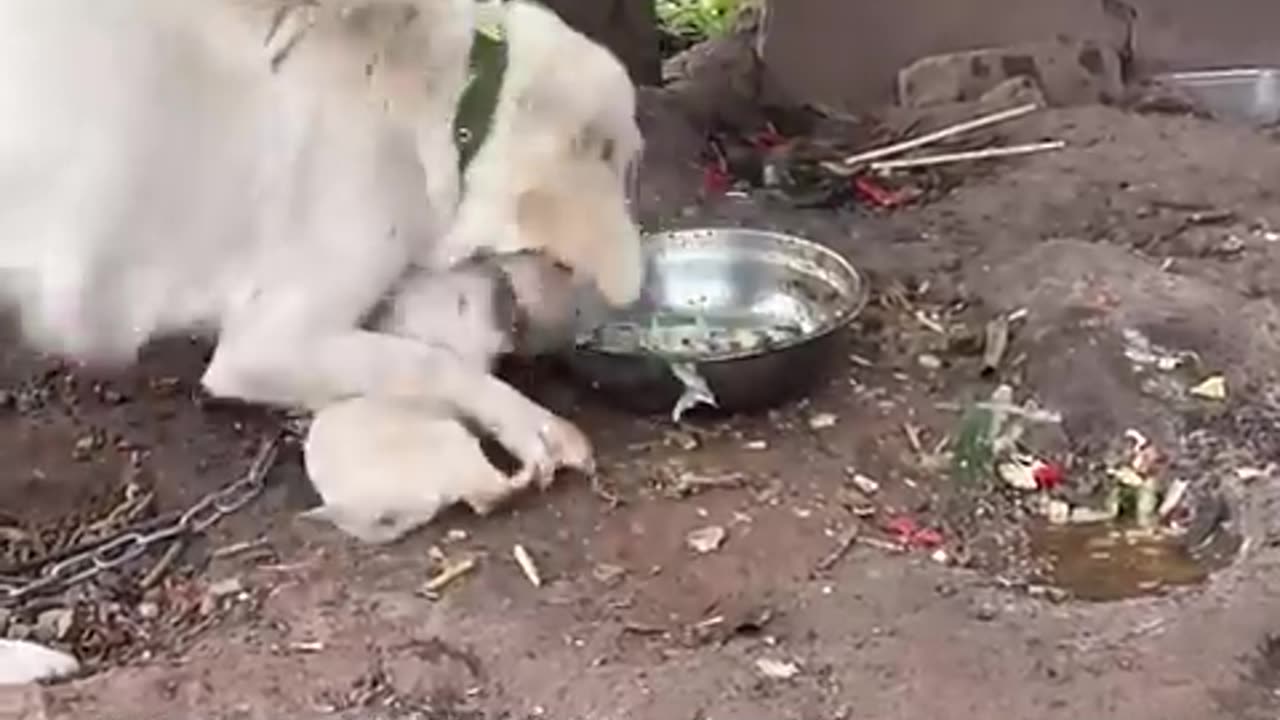 Rescue a puppy abandoned by its mother