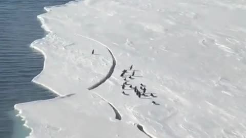 Antarctic Gathering: Penguins on the Ice! 🐧❄️