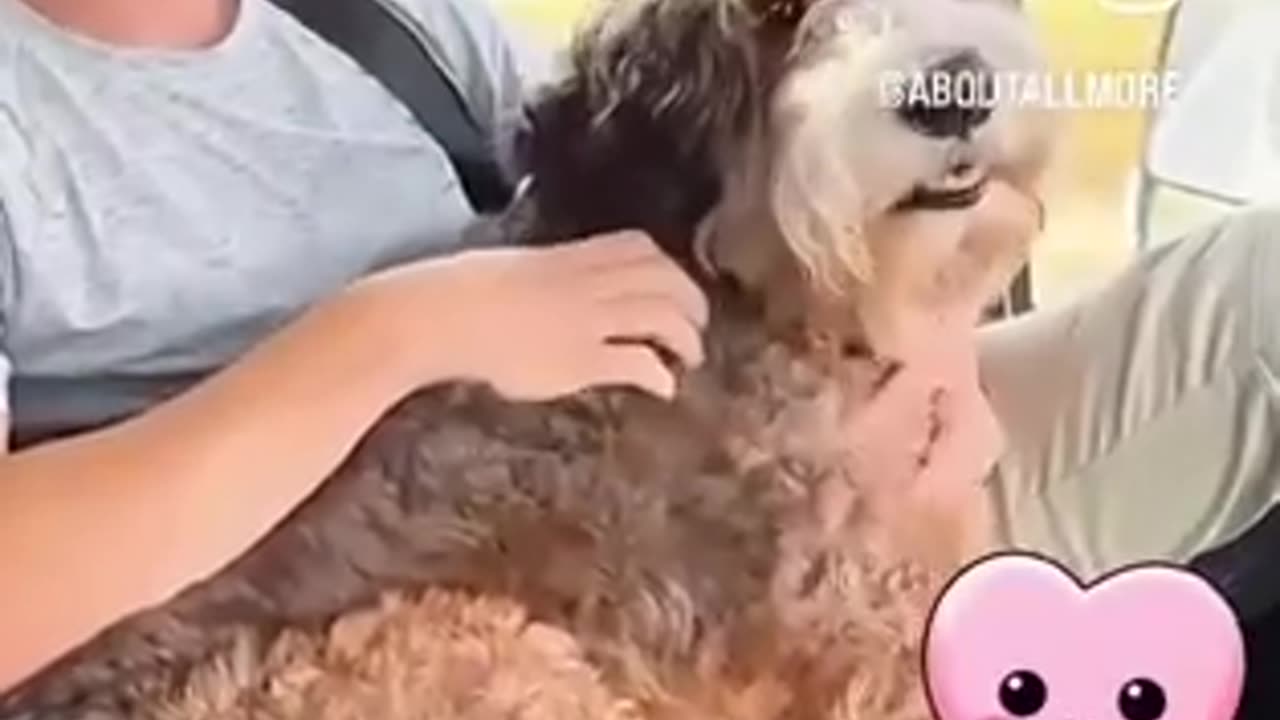 For The Love Of 'Benji'