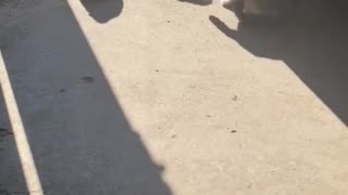 🐶❤️ Watch These Cute Puppies Steal Hearts! | FunFM