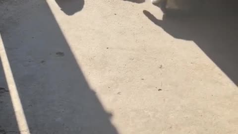 🐶❤️ Watch These Cute Puppies Steal Hearts! | FunFM