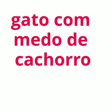 gato com medo de cachorro.mp4