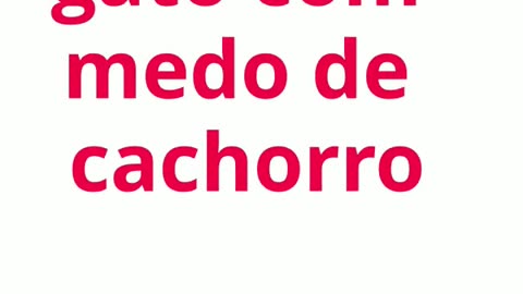 gato com medo de cachorro.mp4