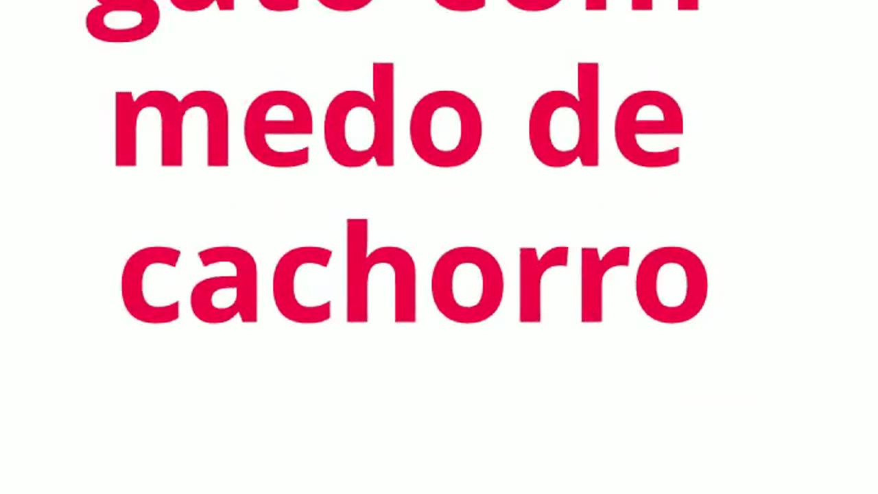 gato com medo de cachorro.mp4