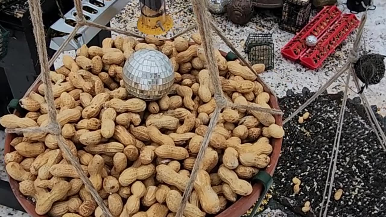 European Starling pair in winter plumage.