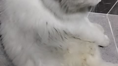 Cat cute white love