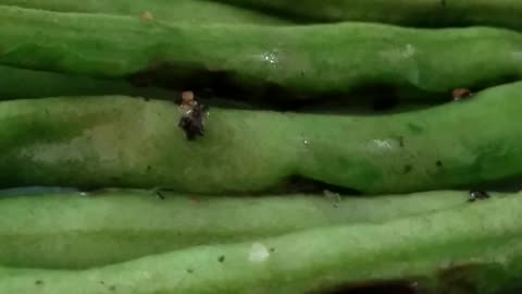 Mustard Potato Salad and Sauteed Green Beans. Vegan-Diabetic