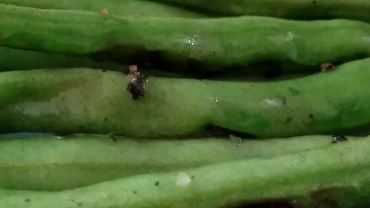 Mustard Potato Salad and Sauteed Green Beans. Vegan-Diabetic
