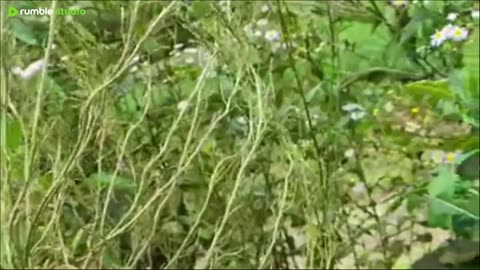 Morning Crew - Garden Tour 7/8/2025