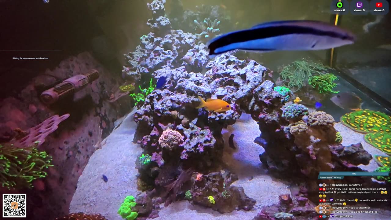 24/7 Real Live Reef Stream