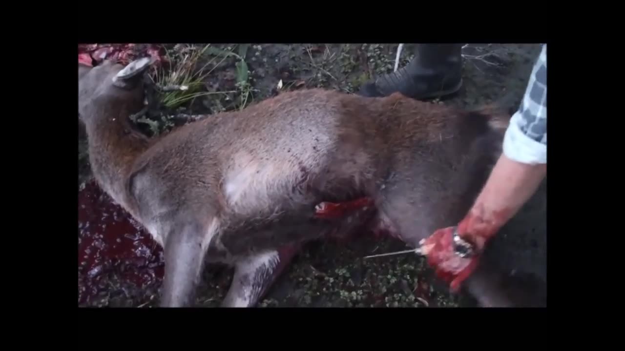 How to gut a deer
