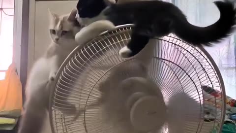 😂🌀 You Won't Believe This Furry Helicopter Spin! | FunFM