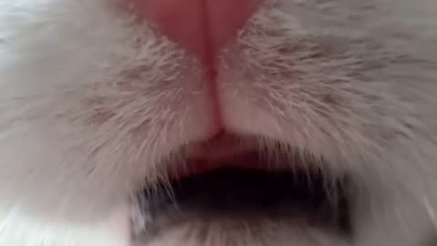 Funny cats