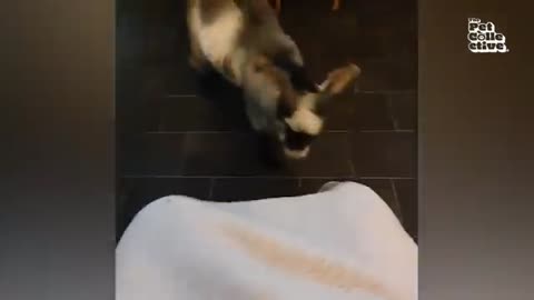 Hilarious Animals Doing the Funniest Things!