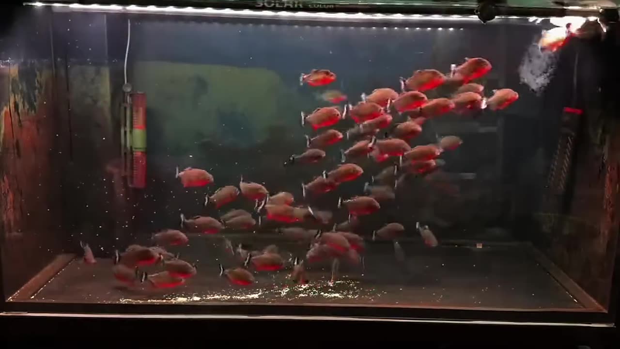 Unique world of fish 🐠🐟