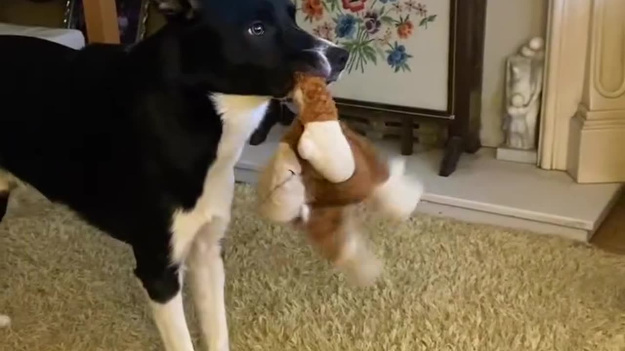 dog reacts to gorilla on tv so funny! 😂🐶🦍