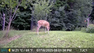 Deer & Crows