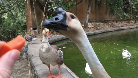 Spider Monkey, Geese, & Xoloitzcuintli Dogs @ Puerto Vallarta Zoo (Jalisco, Mexico) 4