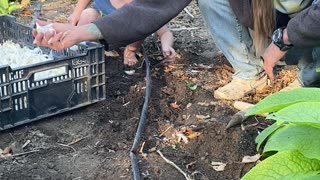 Planting Garlic Part 2