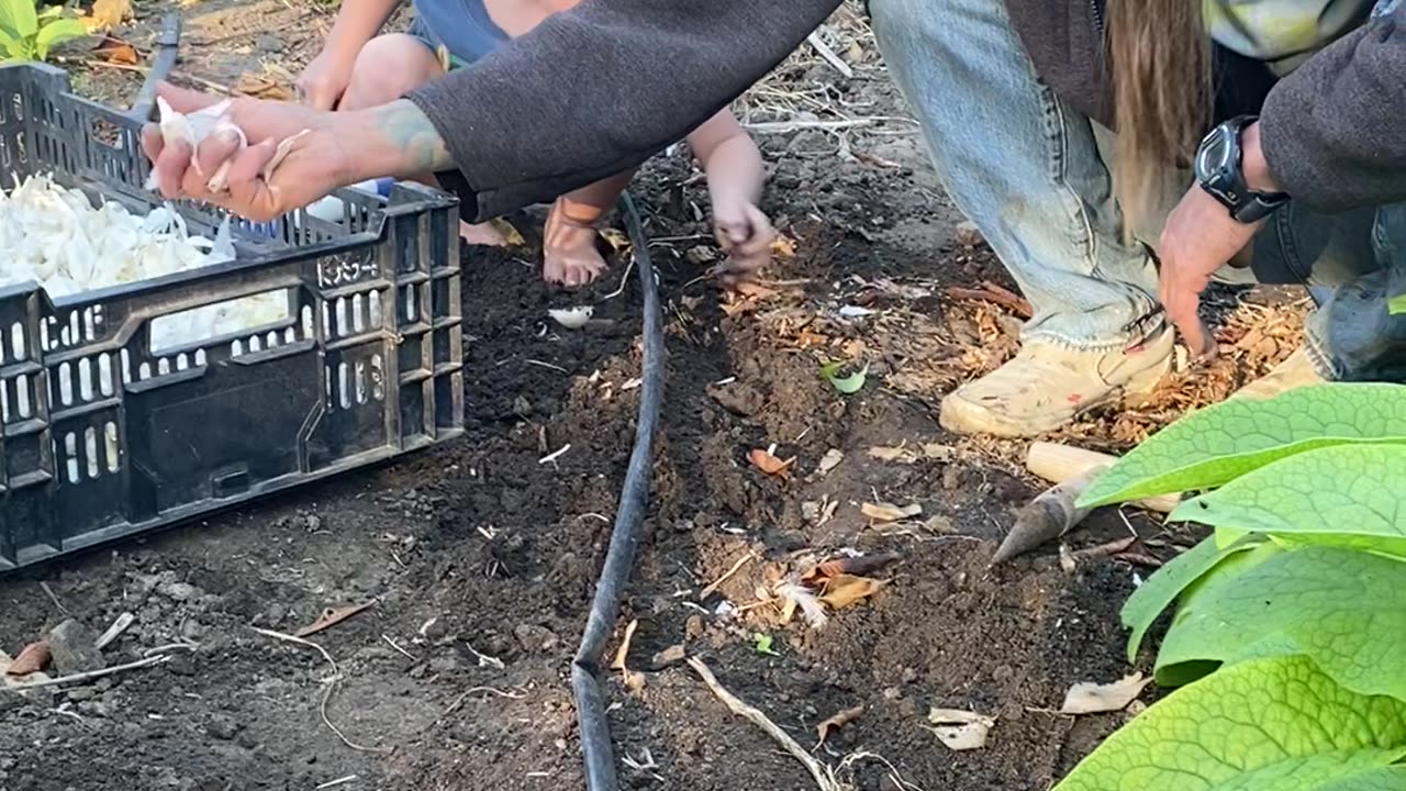 Planting Garlic Part 2