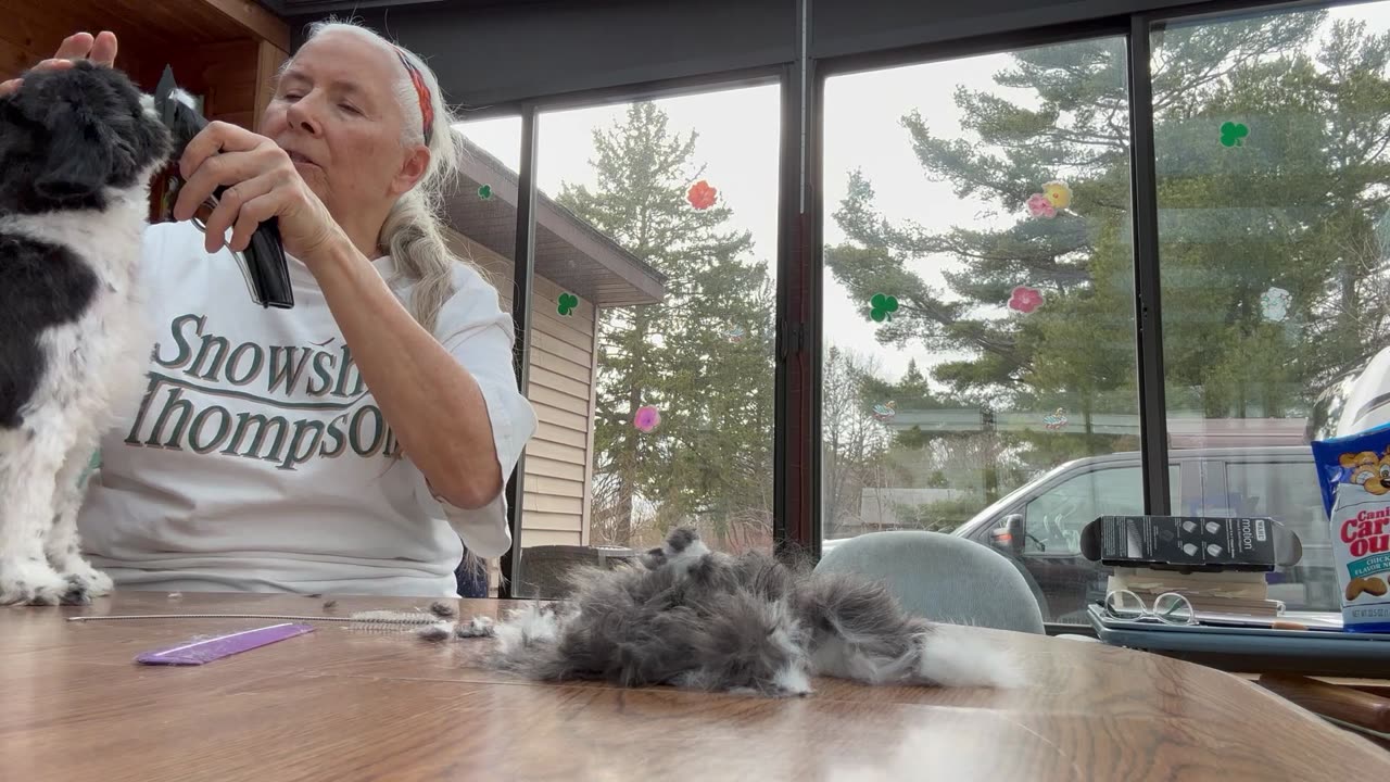 Nana shaving the puppy Molly