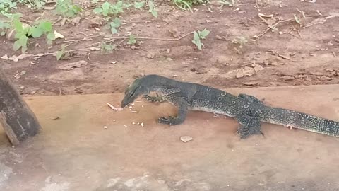 Jaw-Dropping: Crab Meat Disappears in Lizard's Stomach