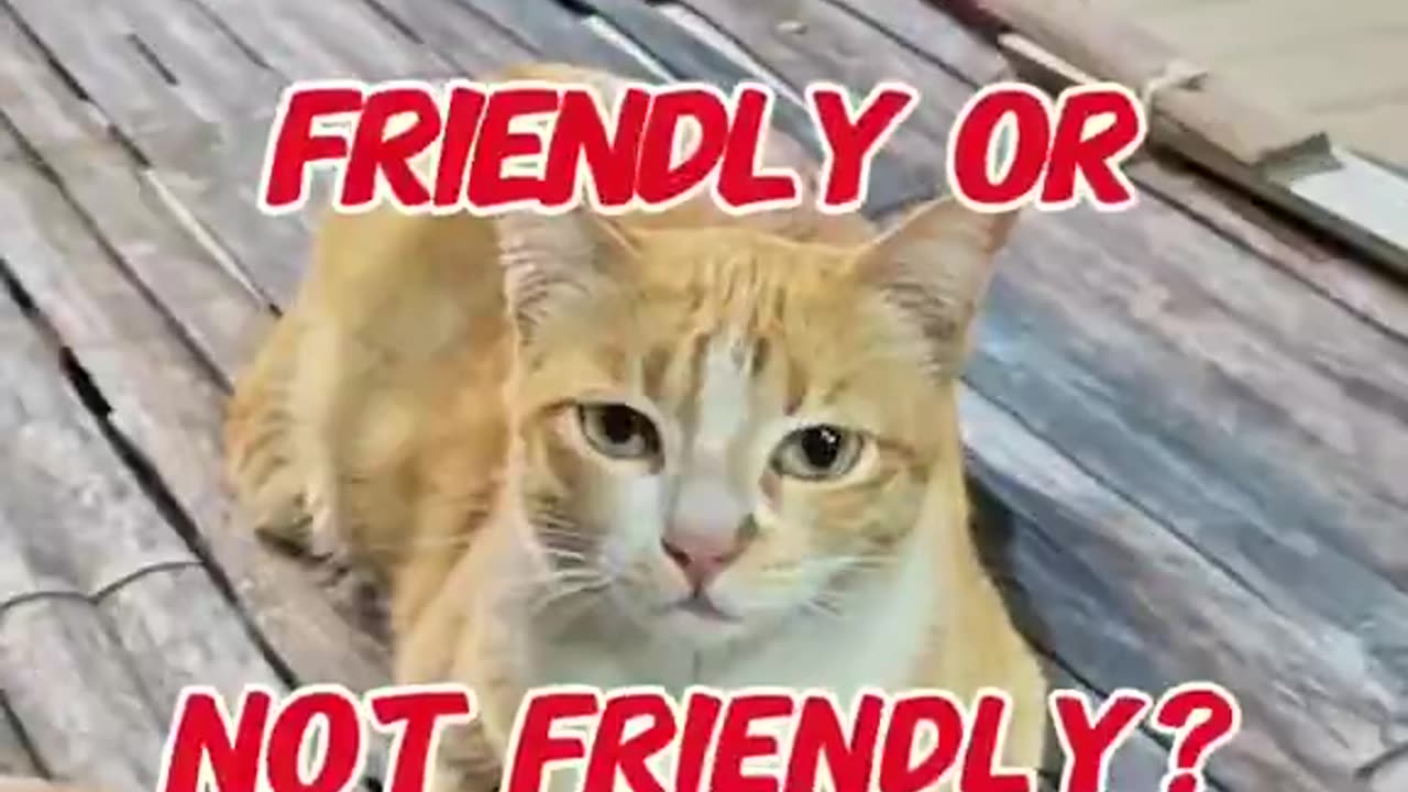 loaf cat= 100% friendly