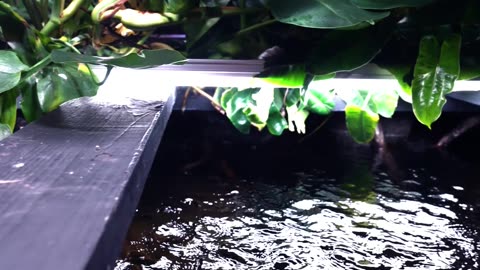 Is This the Biggest Amazon Aquarium on Rumble?