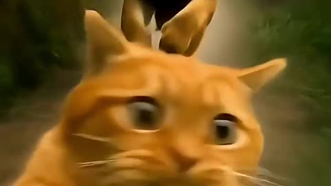 Fat Orange Cat vs Lion 🐱🦁 Will He Survive?