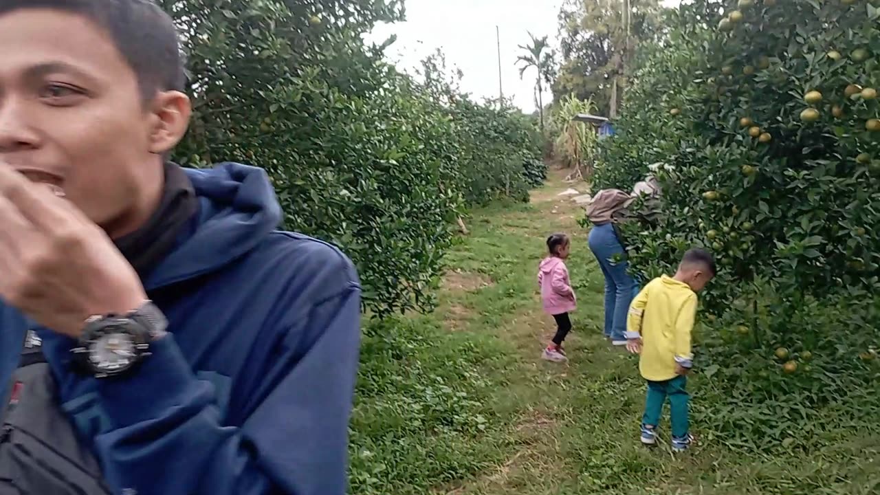 The Joy of Picking Sweet Oranges at the Farm – Part 5