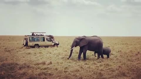 elephant