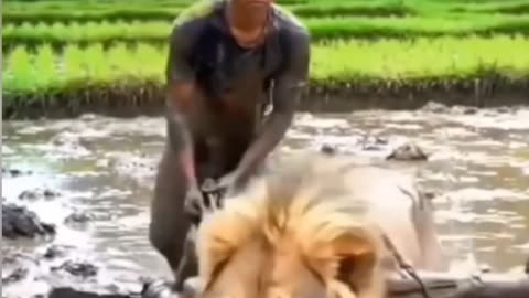 Some unique childhood games trending shorts viral video