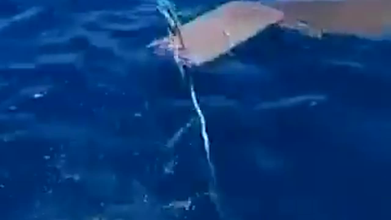 🤯🦈 This Shark Bite-Resistant Wetsuit Could Save Your Life! | FeedMyCuriosity