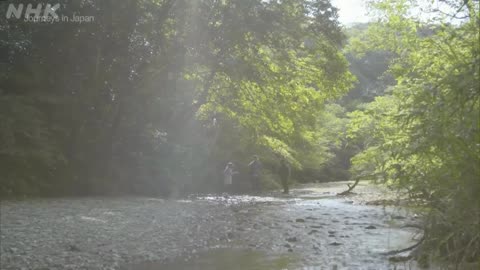 Journeys in Japan 沖縄やんばる・奇跡の森とともに