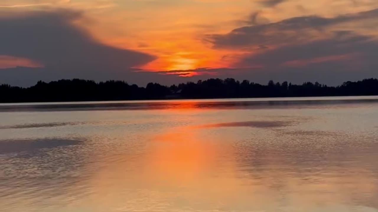 Ducks swim in the lake