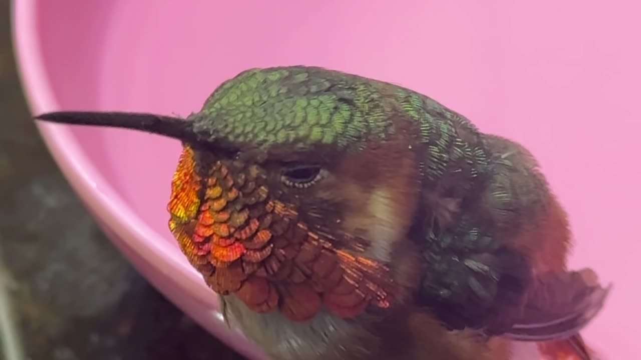 Man Gently Cares for a Lost Hummingbird