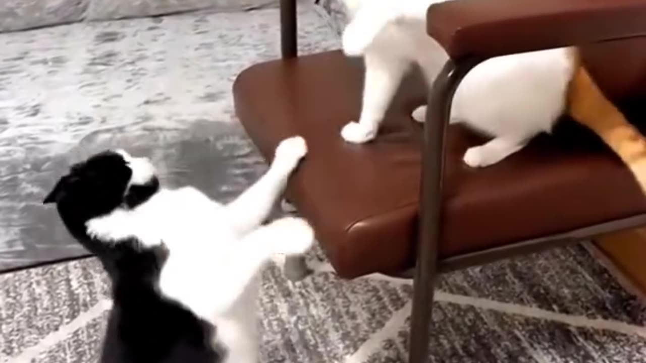 Bully Cat
