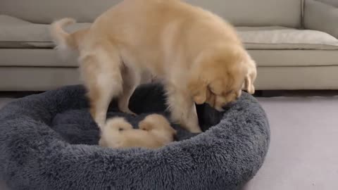AMAZING DOG BIRTH!!