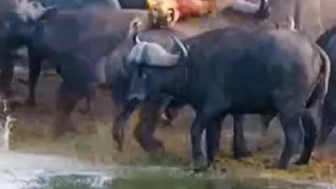 Herd of 100+ Buffalo Kill a Lioness #animal