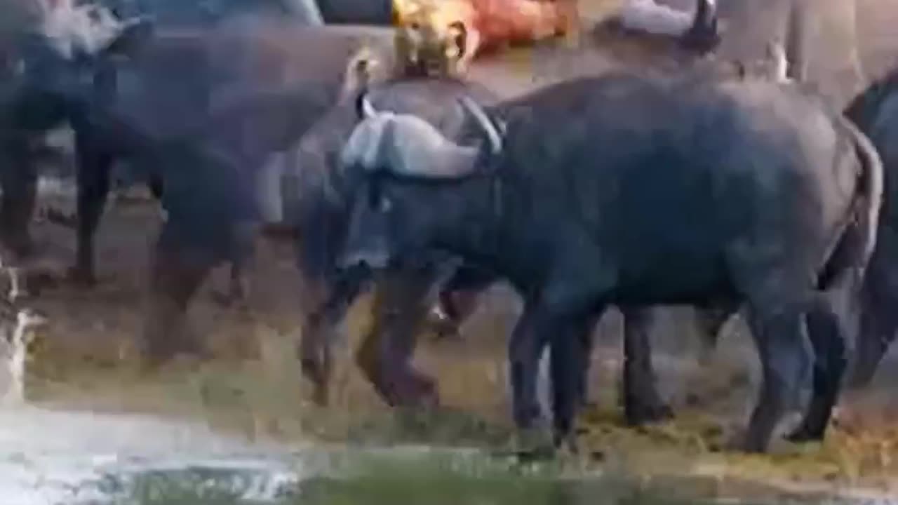 Herd of 100+ Buffalo Kill a Lioness #animal