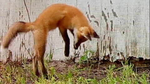 Fox Cub Pouncing and Digging