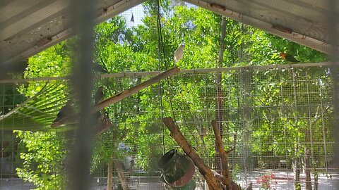 birds garden